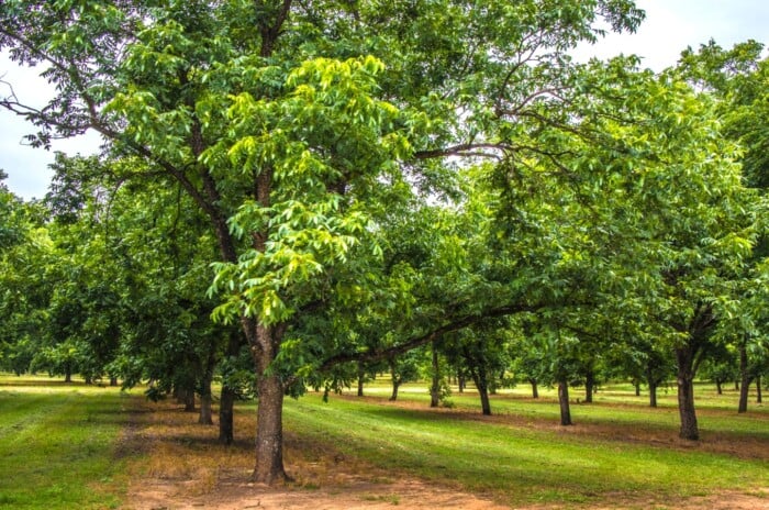 Pecan Nut Orchards